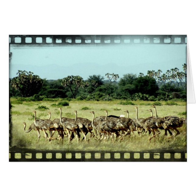 Samburu Ostriches Filmremsa Hälsningskort (Framsidan Horizontal)