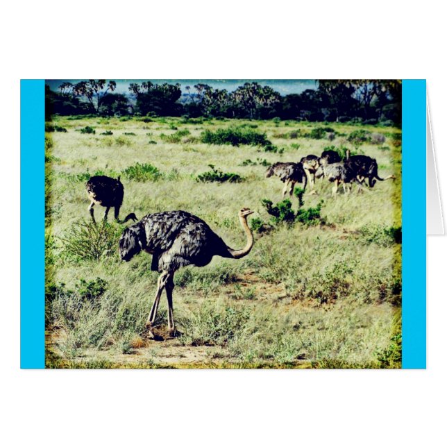 Samburu Ostriches Hälsningskort (Framsidan Horizontal)