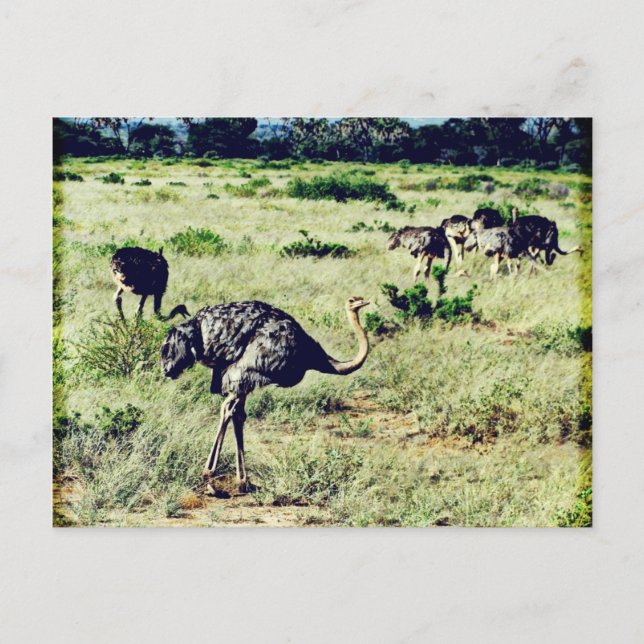 Samburu Ostriches Vykort (Framsida)