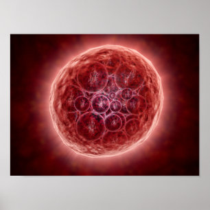 Samla i en klunga av Blastomeres som bildar en Poster