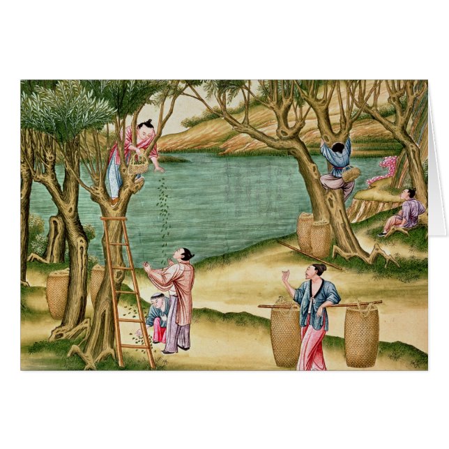 Samla mullbärsträd hälsningskort (Framsidan Horizontal)