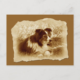 Samlare Hund Vintage Sepia Tones Vykort