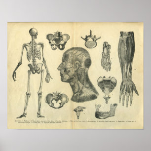 Samling av anatomiska illustrationer av kroppen poster