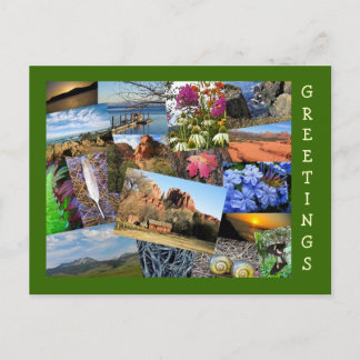 Samling av natur och djurliv vykort