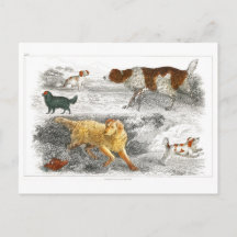 Samling av olika hundar av Oliver Goldsmith