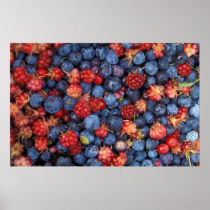 Samling av Vild Berries Bluebär Raspbär Poster