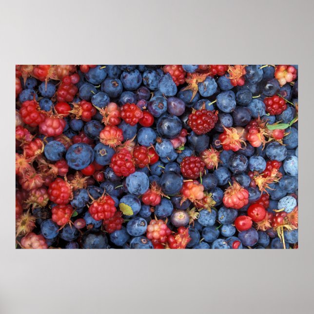 Samling av Vild Berries Bluebär Raspbär Poster (Framsidan)