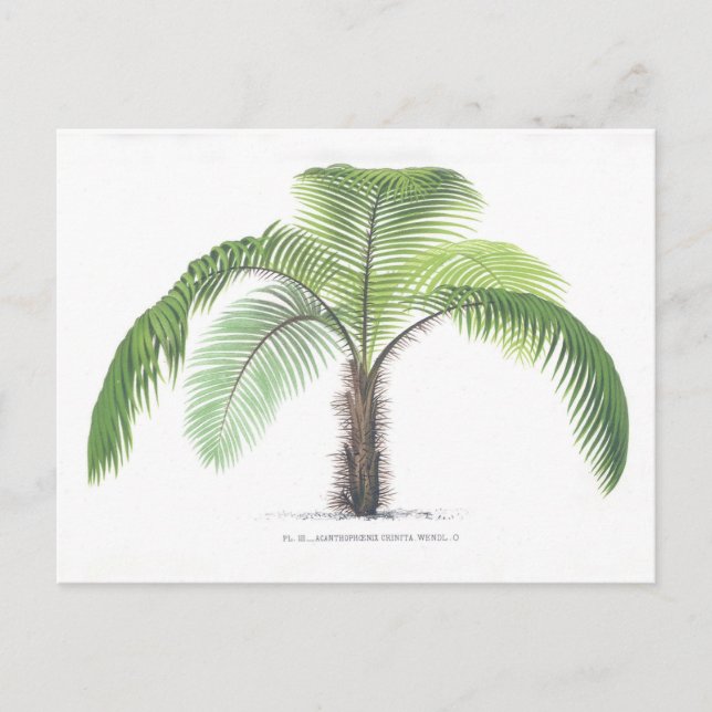Samling för palmträdillustration III Vykort (Framsida)