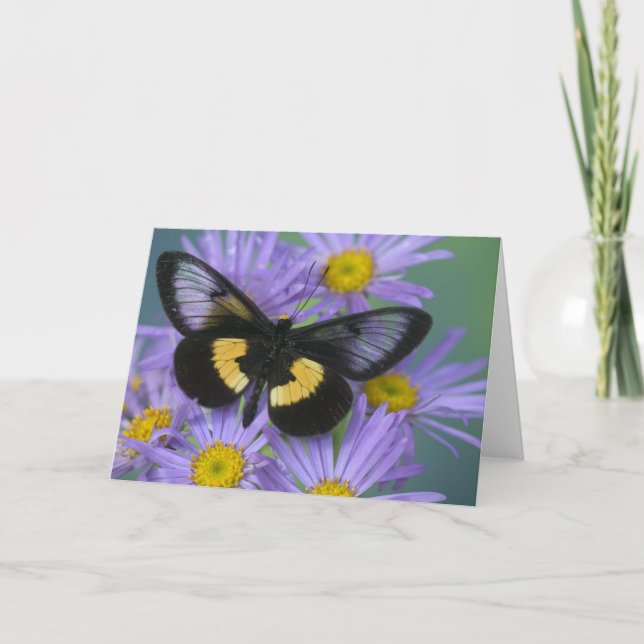 Sammamish Washington Photograph of Butterfly 13 Kort (Framsida)