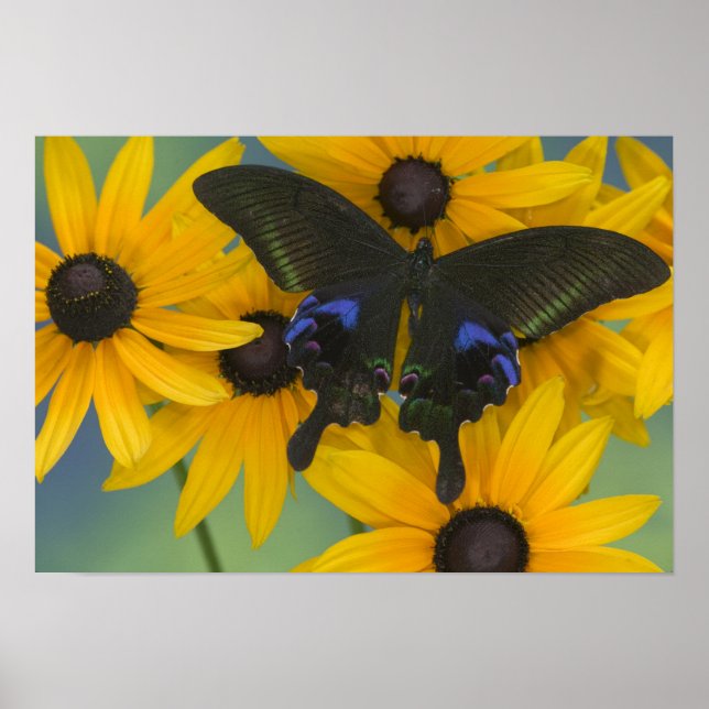 Sammamish Washington Photograph of Butterfly 22 Poster (Framsidan)