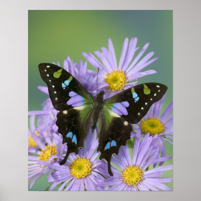 Sammamish Washington Photograph of Butterfly on 4 Poster (Framsidan)