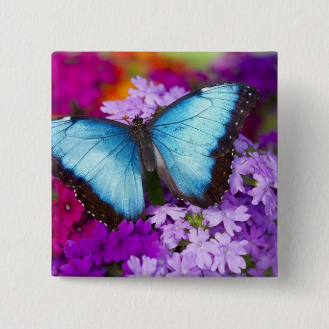 Sammamish Washington Tropical Butterfly Knapp (Framsida)