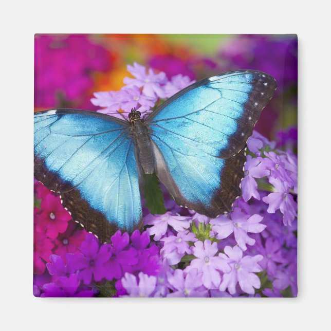 Sammamish Washington Tropical Butterfly Magnet (Framsidan)