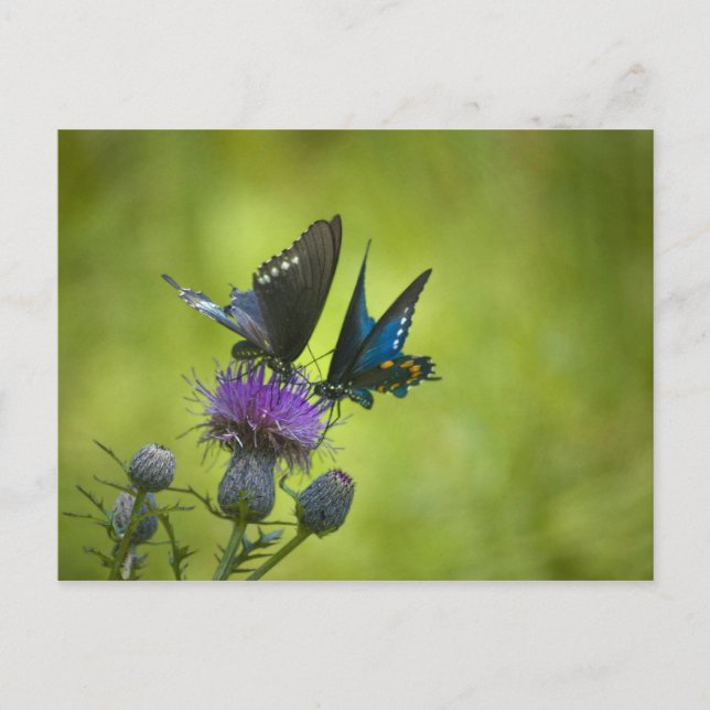 Sammanflätad Vykort (Framsida)