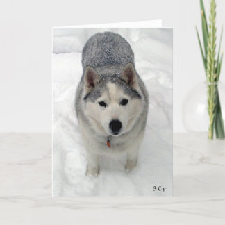 Sammanlagd tillbedjan, S Cyr Kort