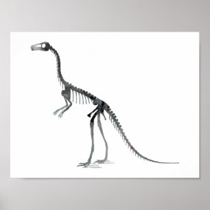 sammansatt skelett poster