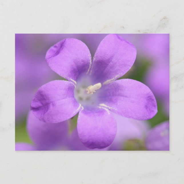 Sammansatt vykort (Framsida)