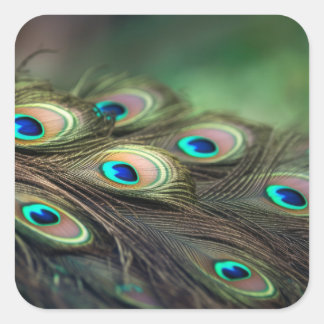 Sammansättning av ljusa fjädrar från vilda djur fyrkantigt klistermärke