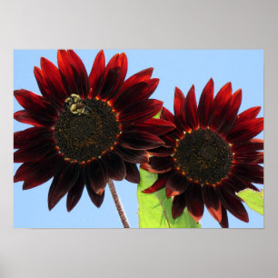 Sammetdrottningsolrosor Poster