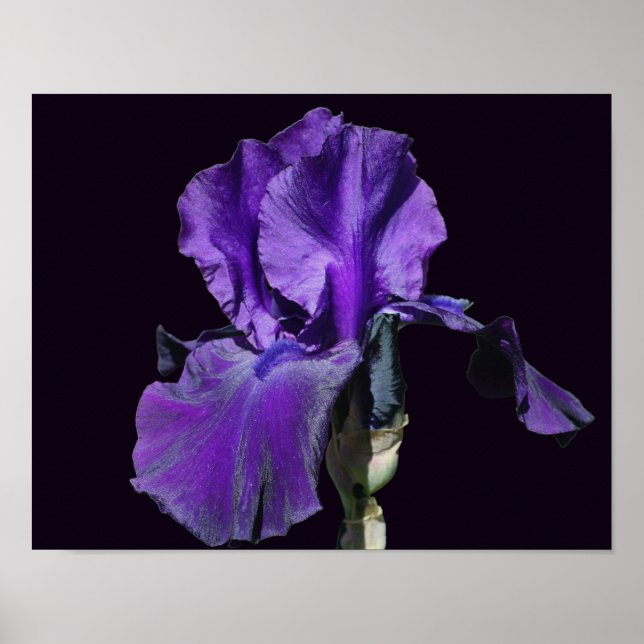 Sammetsfärgad lila skäggirisblomma konst poster (Framsidan)