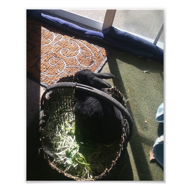 SAMMY I FOTOTRYCK (Framsidan)