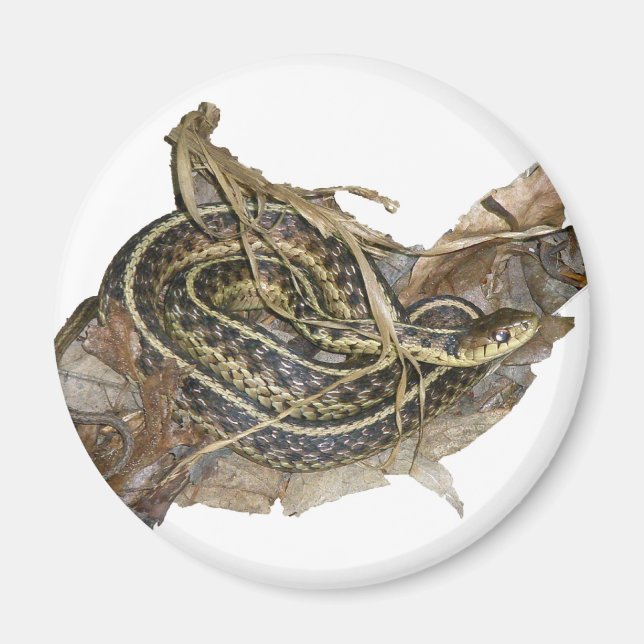 Samordningsobjekt för Garter Snake-koordinering fö Magnet (Framsidan)