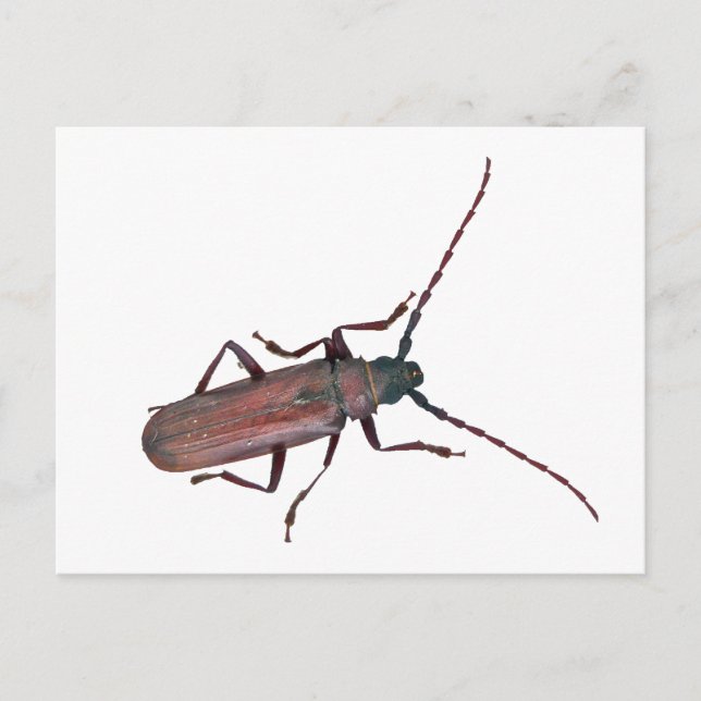 Samordningsobjekt för Longhorn Beetle Vykort (Framsida)
