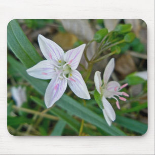 Samordningsobjekt för vår Beauty Wildblomma Musmatta