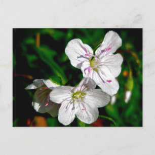 Samordningsobjekt för vår Beauty Wildblomma Vykort