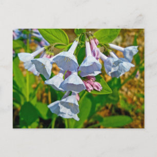 Samordningsobjekt för Virginia Bluebells Vykort