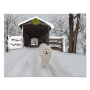 Samoyed 11 x 8,5 tum, Kodak Pro. Foto Papprare (sa