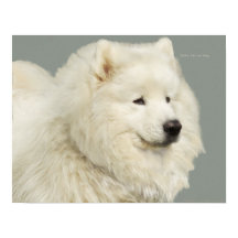 Samoyed 19-tums x 13-tums, Archival Heavyweight Pa