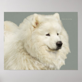 Samoyed 19-tums x 13-tums, Archival Heavyweight Pa Poster