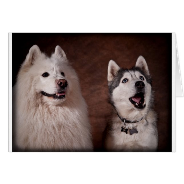 Samoyed and Husky Hälsningskort (Framsidan Horizontal)