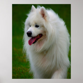 Samoyed Hund Affisch. Poster