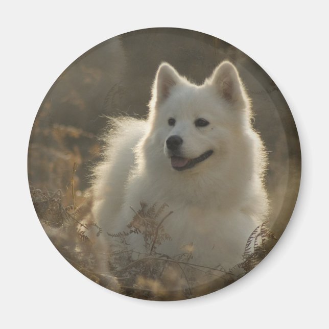 Samoyed Hund aveln Magnet (Framsidan)