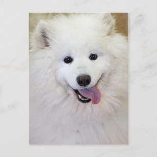 Samoyed Hund aveln Postcards Vykort