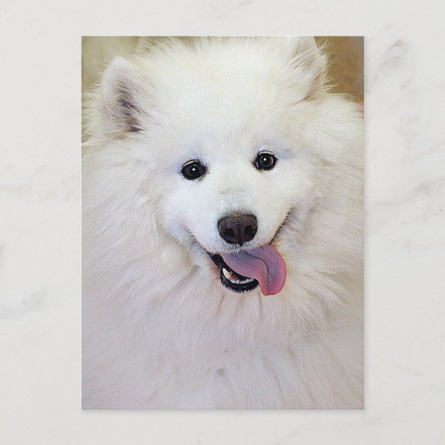 Samoyed Hund aveln Postcards Vykort (Framsida)