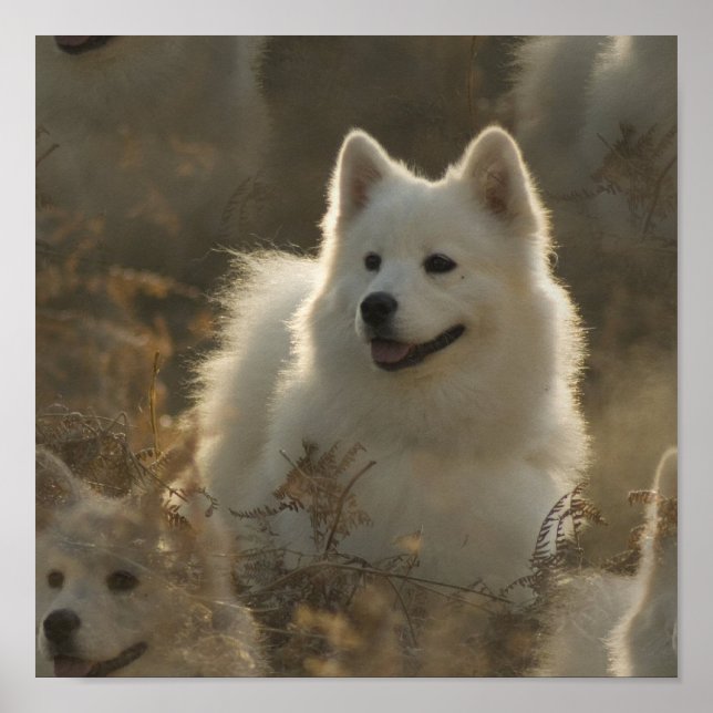 Samoyed Hund aveln Poster (Framsidan)