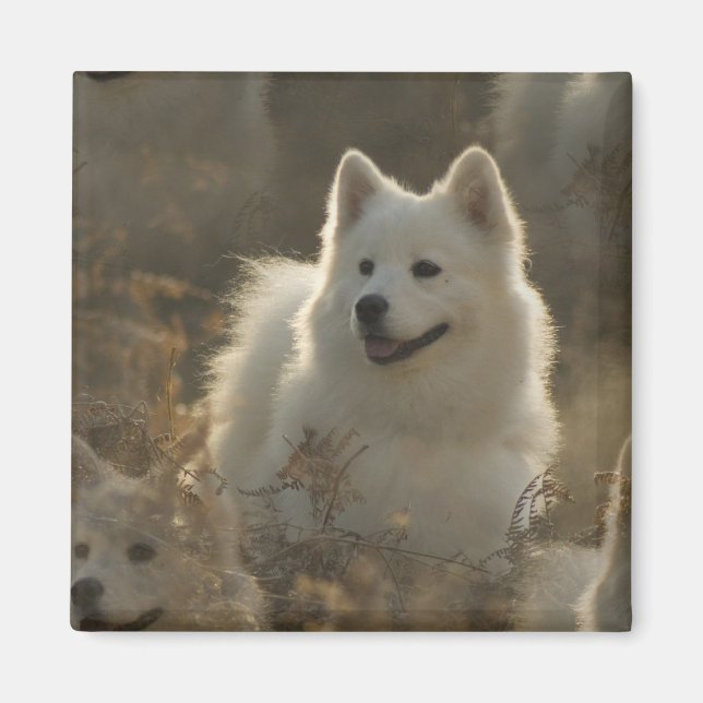 Samoyed Hund aveln Square Magnet (Framsidan)