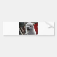 Samoyed Hund