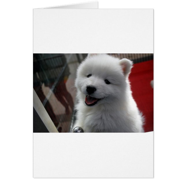 Samoyed Hund Hälsningskort (Framsidan)