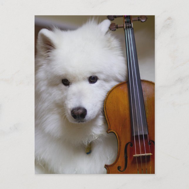 Samoyed Hund med Violin Postcard Vykort (Framsida)