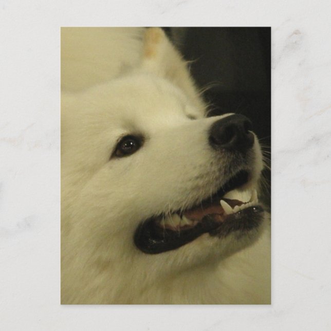 Samoyed Hund Postcards Vykort (Framsida)