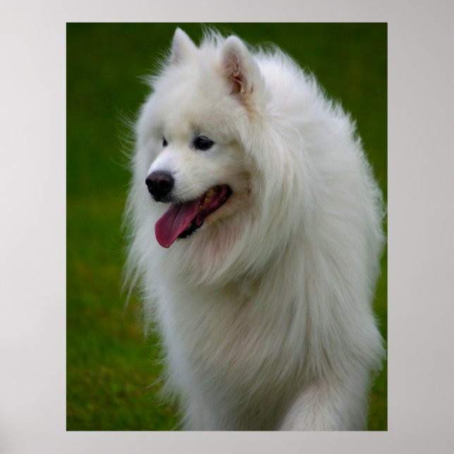 Samoyed Hund Poster. Poster (Framsidan)