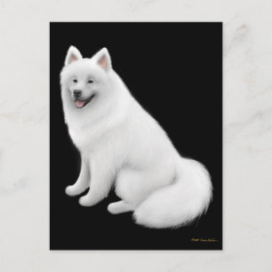 Samoyed Hund vykort