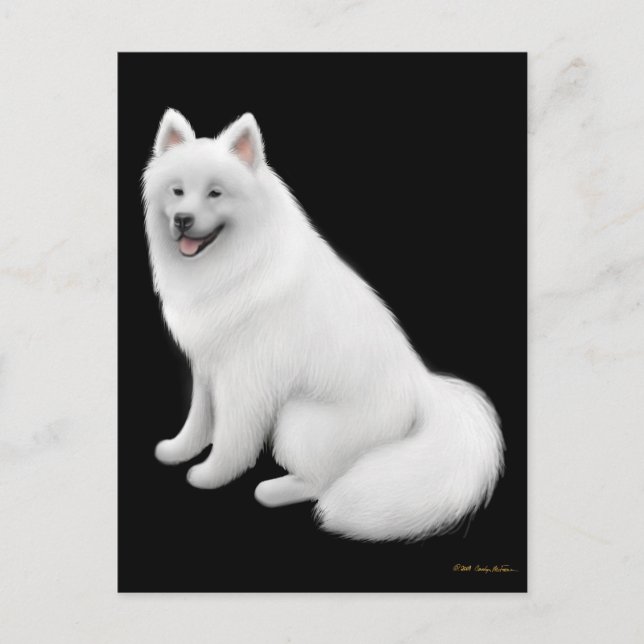 Samoyed Hund vykort (Framsida)