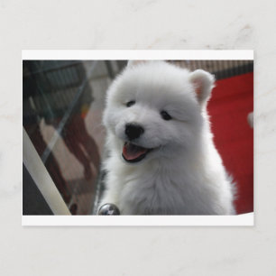 Samoyed Hund Vykort