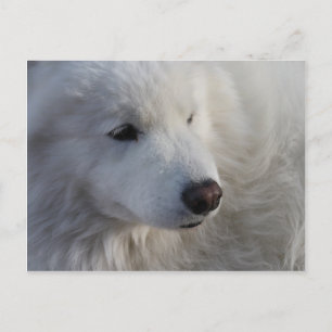 Samoyed Hund vykort