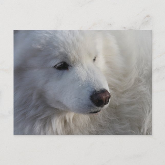 Samoyed Hund vykort (Framsida)